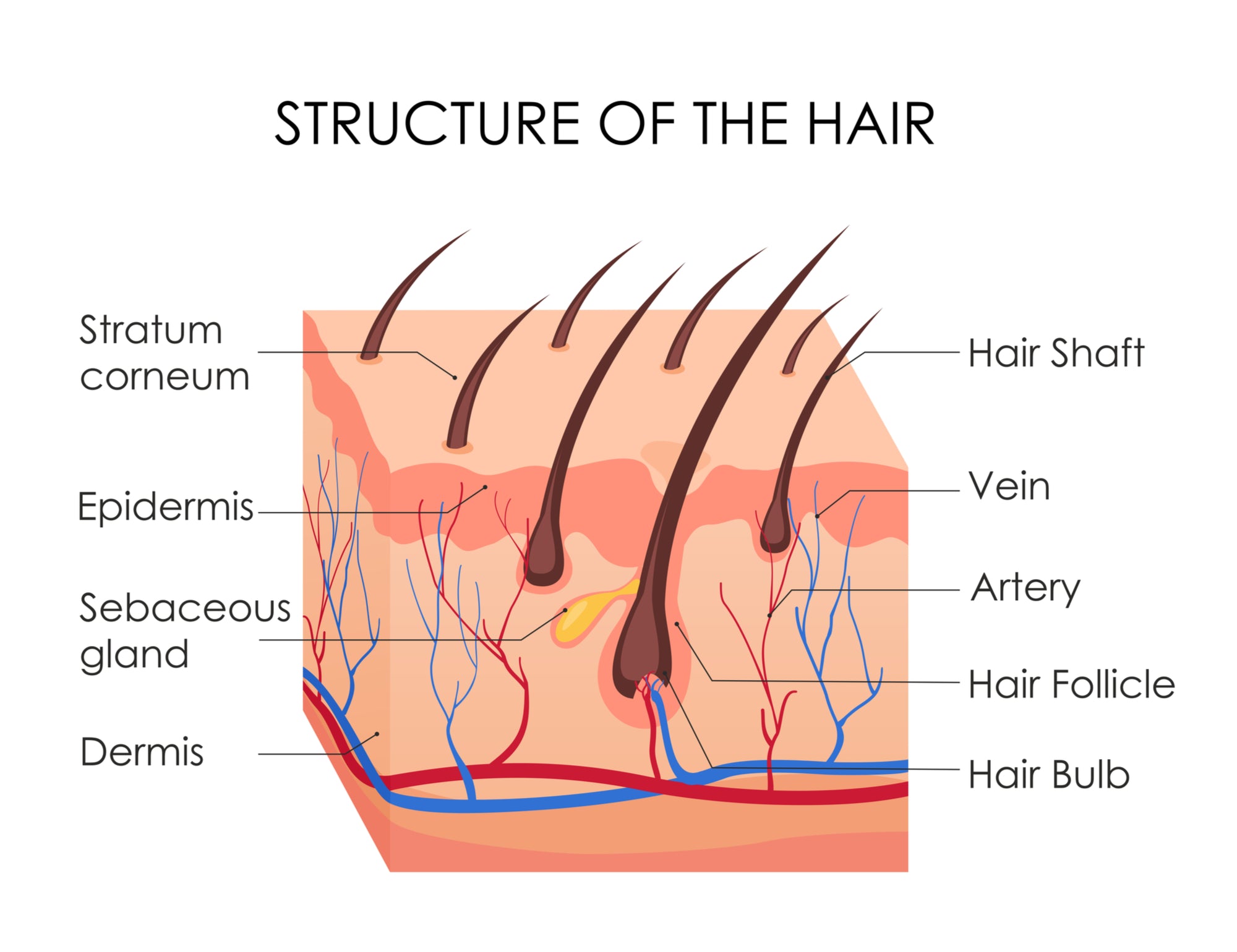 Human hair anatomy deals